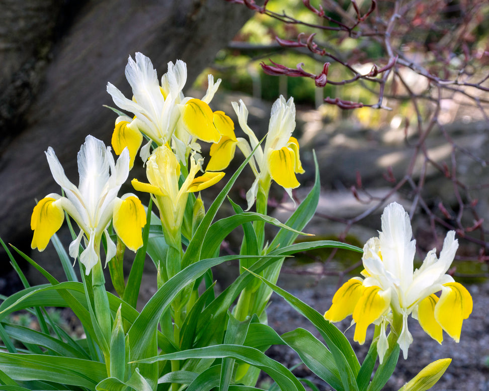 Iris bucharica