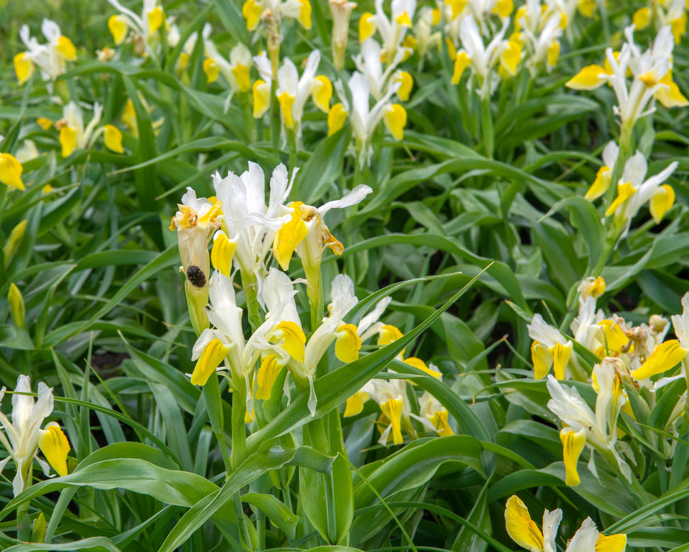 Iris bucharica