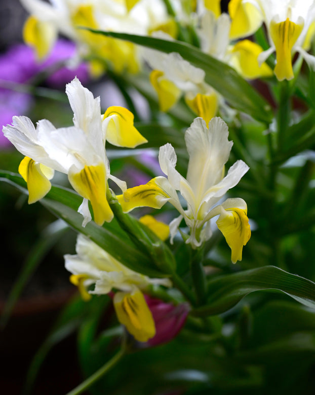 Iris bucharica