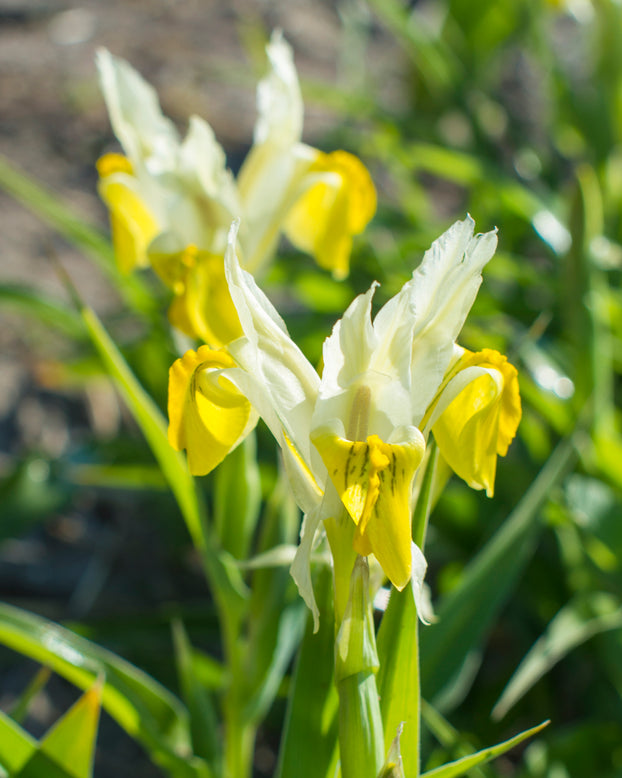 Iris bucharica