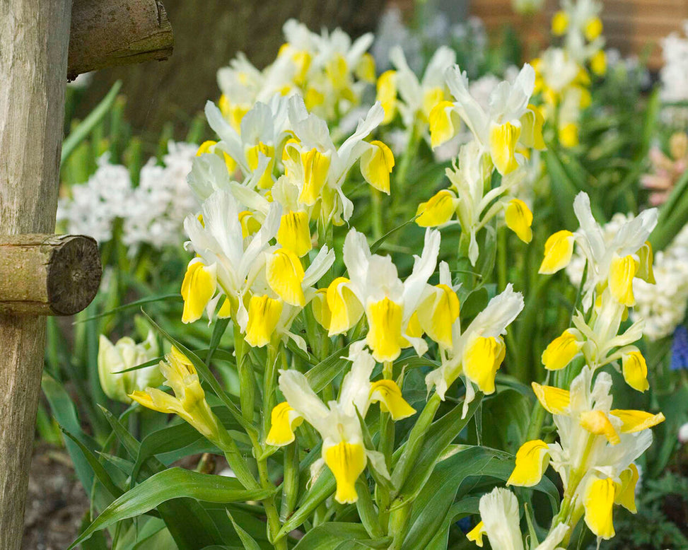 Iris bucharica