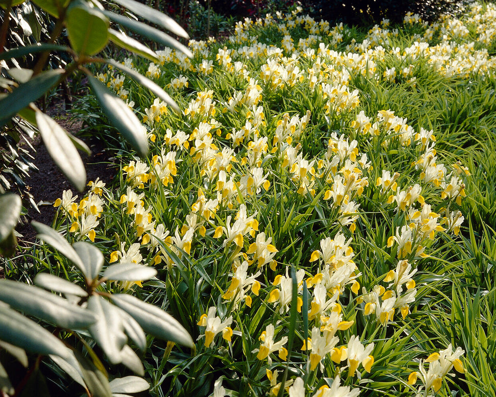 Iris bucharica