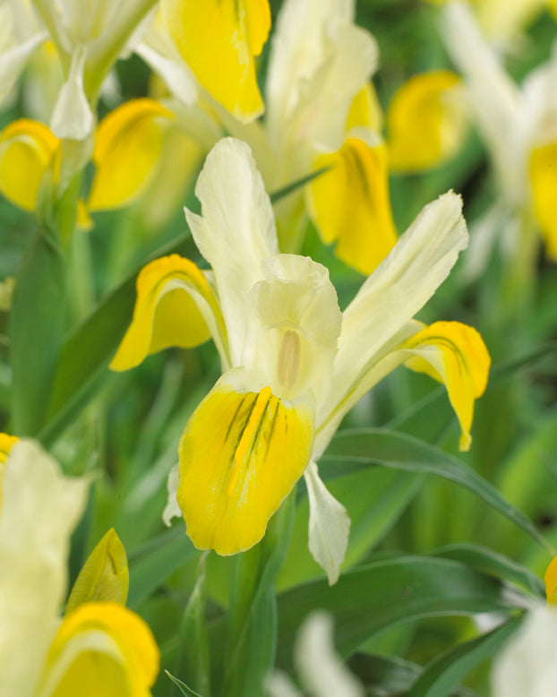 Iris bucharica