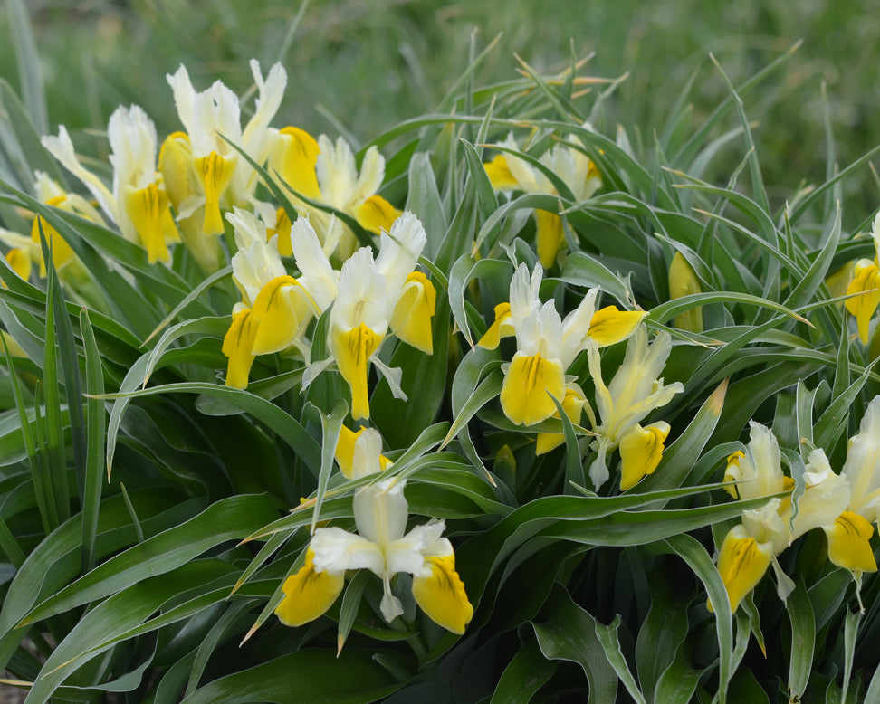 Iris bucharica