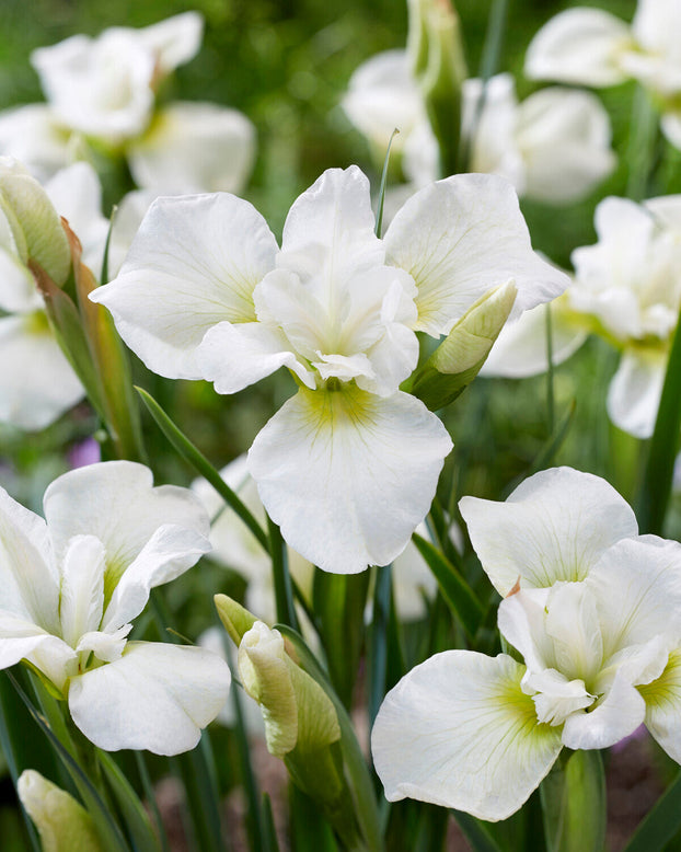 Iris 'Dreaming Green'