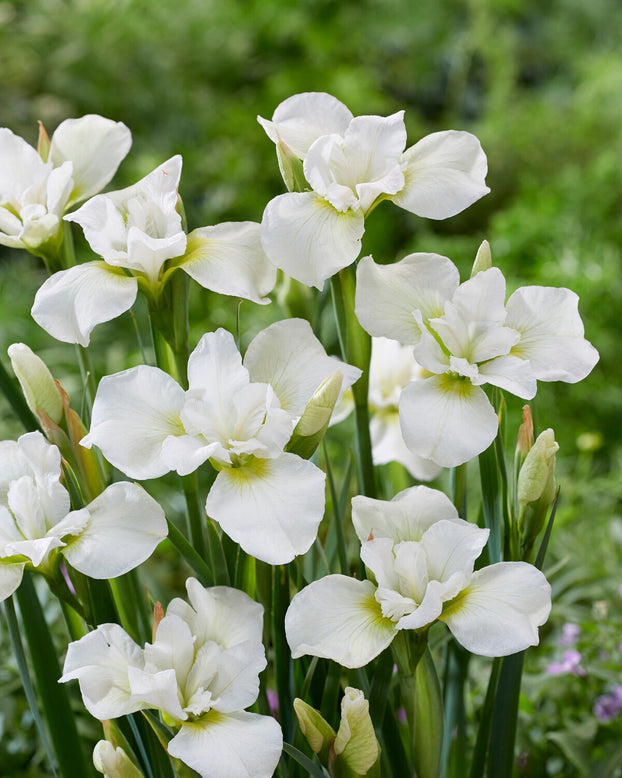 Iris 'Dreaming Green'