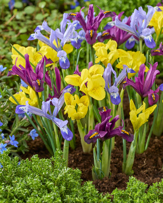 Iris 'Dwarf Mix'