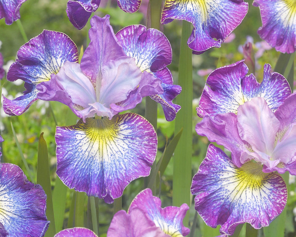 Iris 'How Audacious'