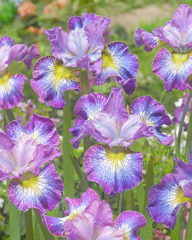 Iris 'How Audacious'