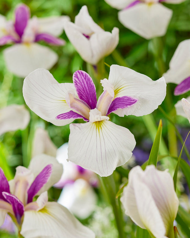 Iris ensata 'Jitsugetsu'