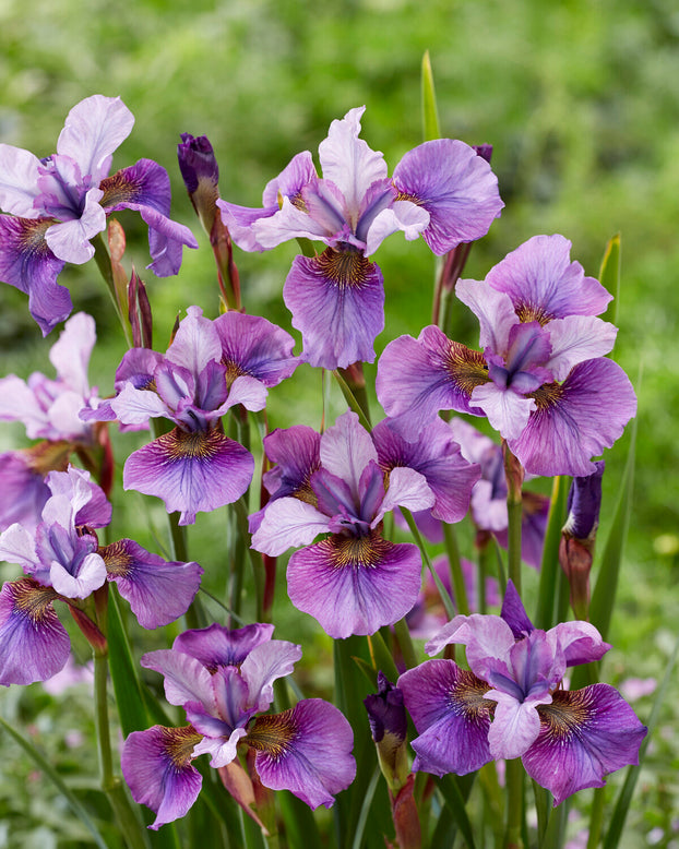 Iris 'Light of Heart'