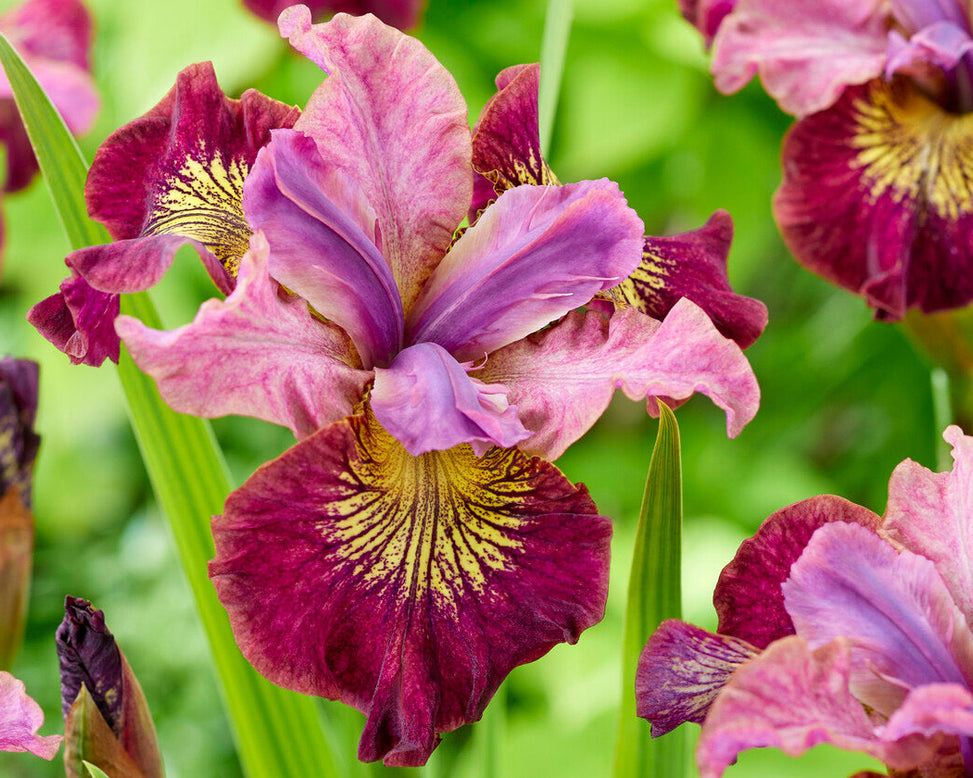 Iris 'Miss Apple'