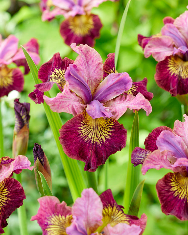 Iris 'Miss Apple'