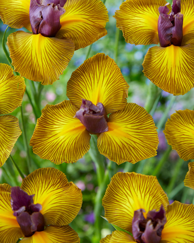 Dutch Iris 'Picasso'