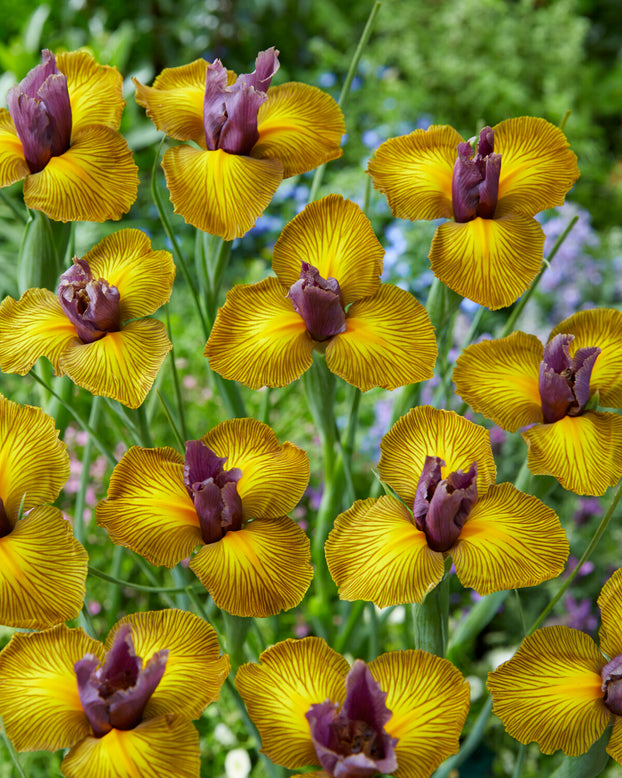 Dutch Iris 'Picasso'