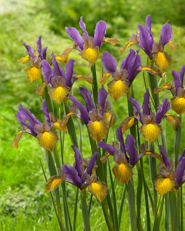 Dutch Iris 'Picasso'