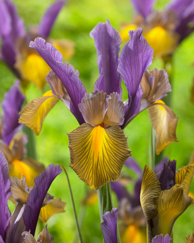 Dutch Iris 'Picasso'