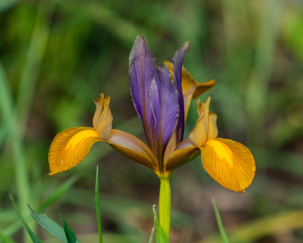 Dutch Iris 'Picasso'