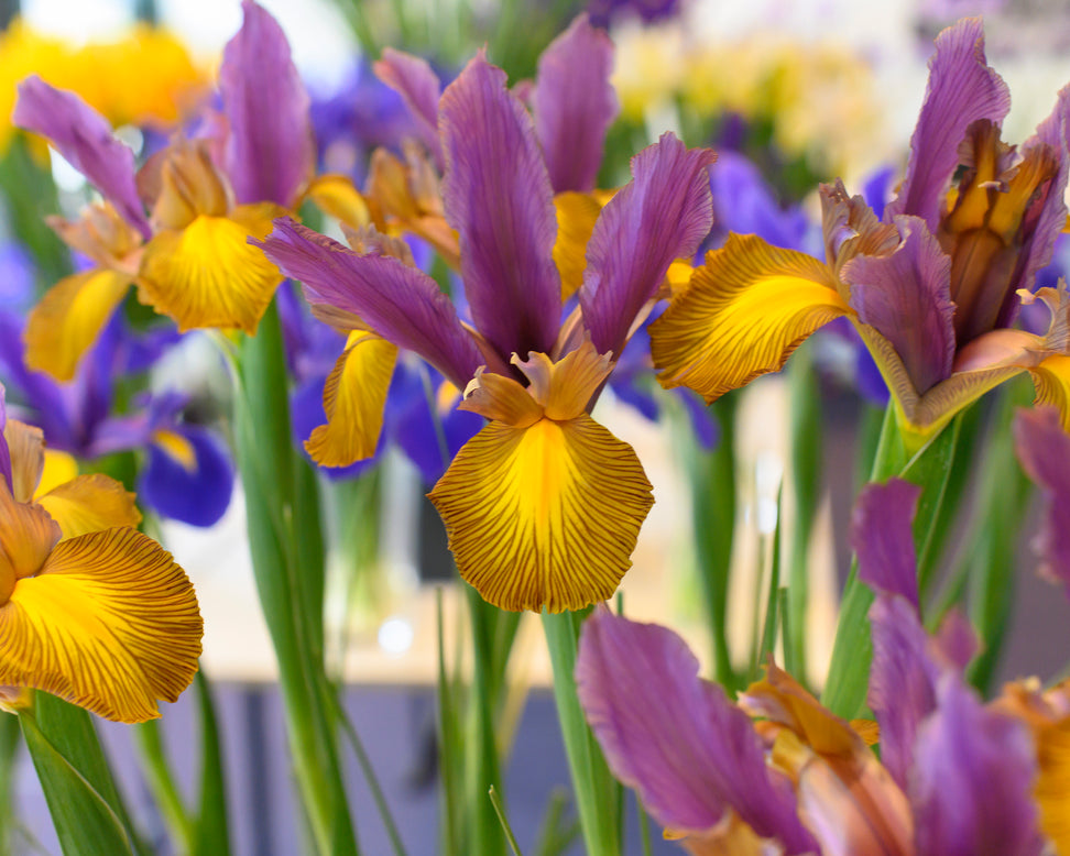 Dutch Iris 'Picasso'