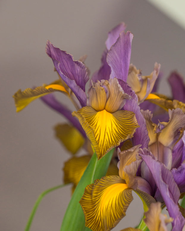 Dutch Iris 'Picasso'