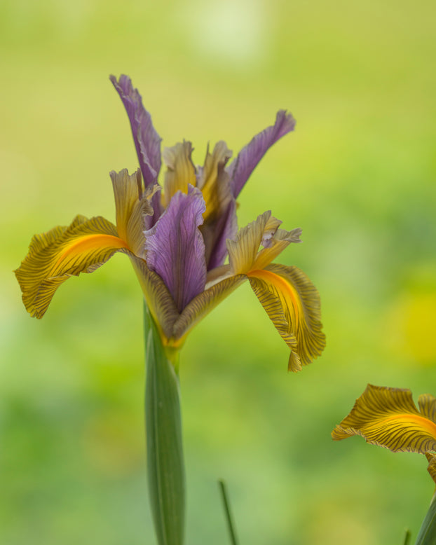 Dutch Iris 'Picasso'