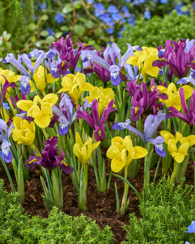 Iris 'Dwarf Mix'