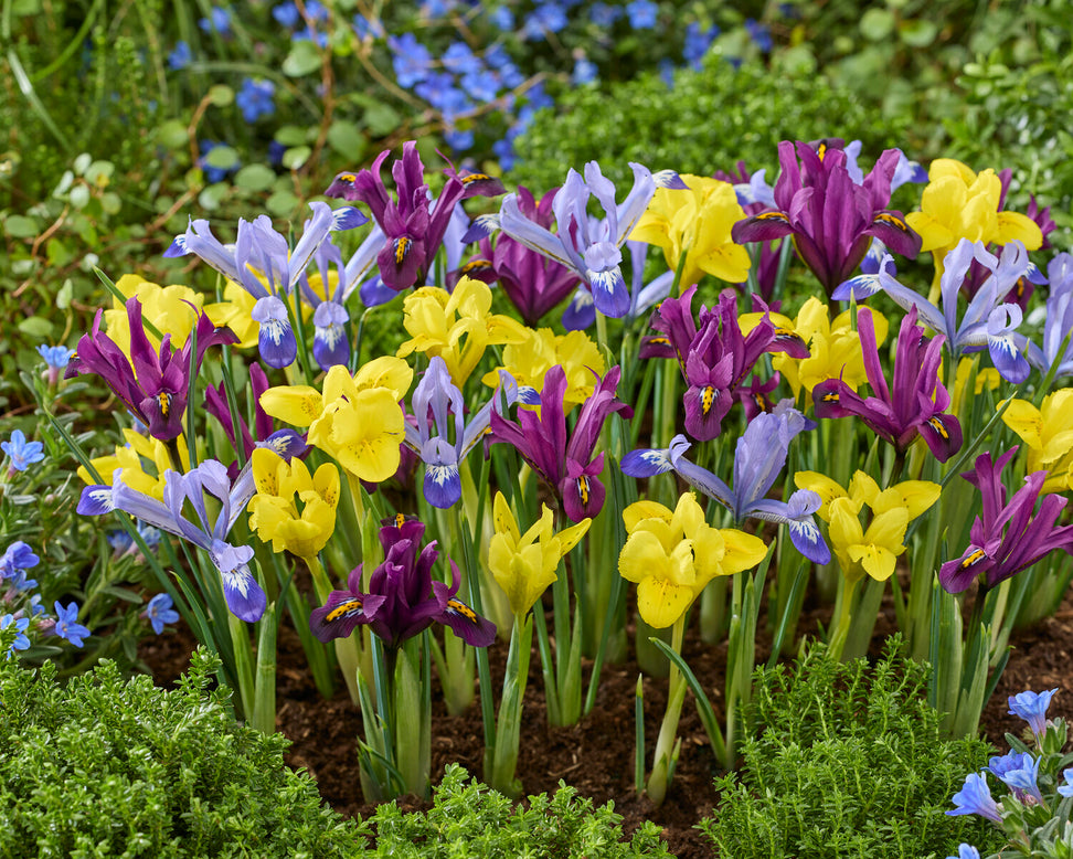 Iris 'Dwarf Mix'