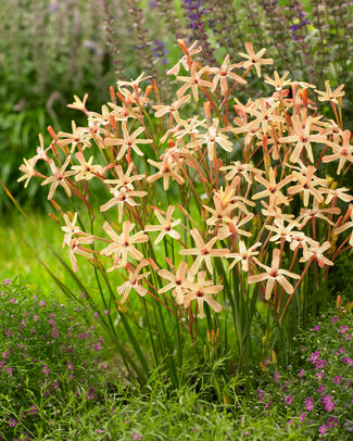 Ixia bulbs