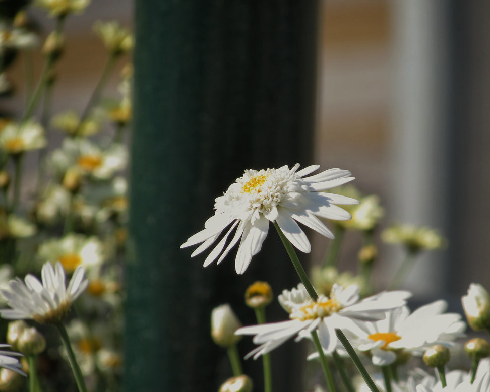 Leucanthemum 'Wirral Supreme'