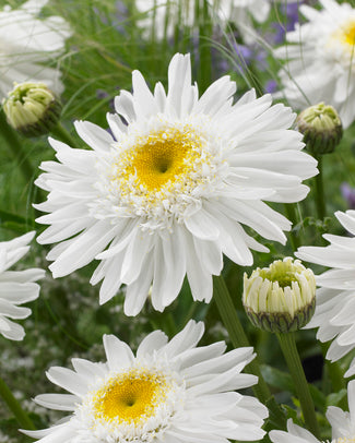 Leucanthemum bare roots