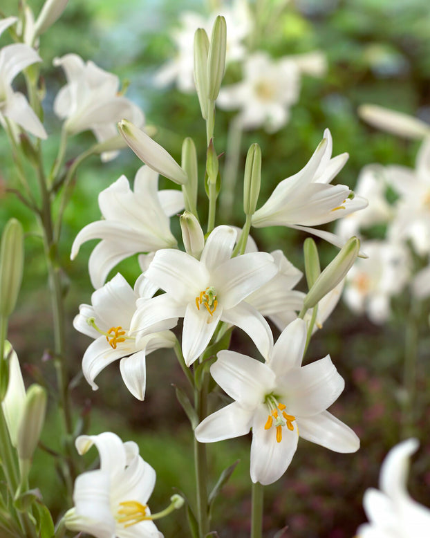 Lilium candidum