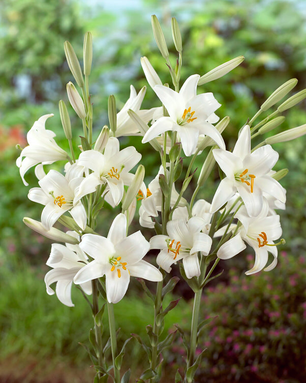 Lilium candidum