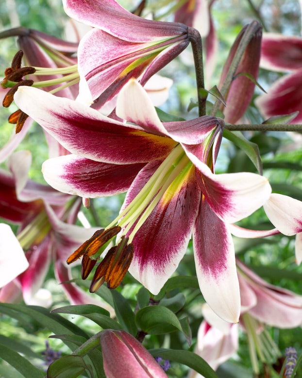 Lily 'Miss Lily'