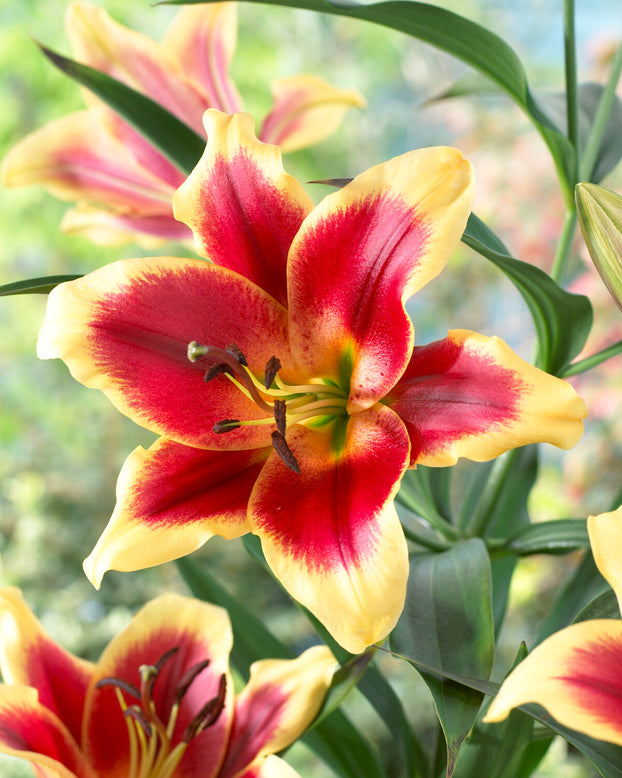 Lily 'Red Dutch'