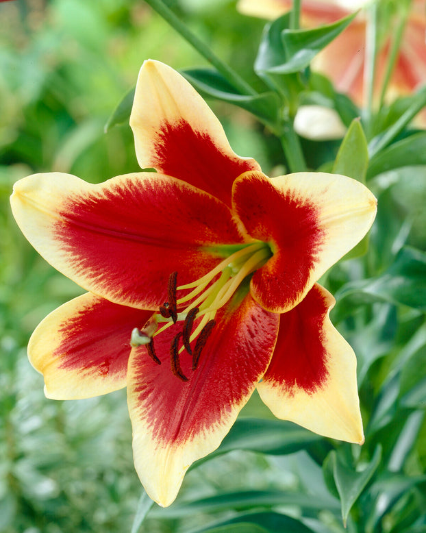 Lily 'Red Dutch'