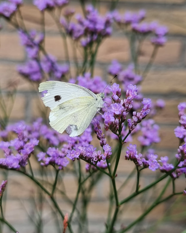 Limonium 'Dazzle Rocks'