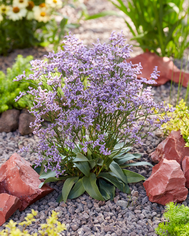 Limonium 'Dazzle Rocks'