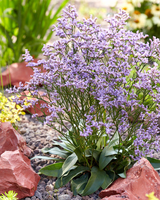 Limonium bare roots