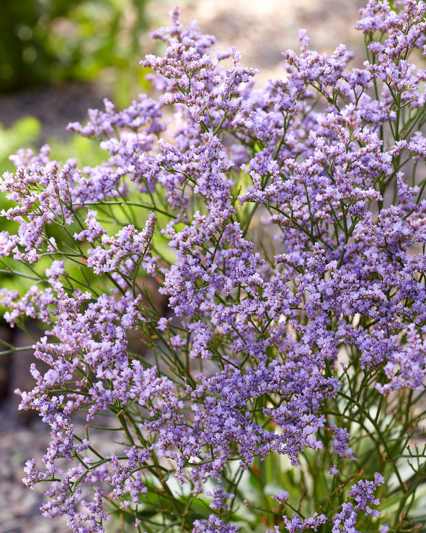 Limonium 'Dazzle Rocks'