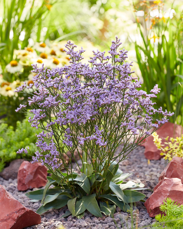 Limonium 'Dazzle Rocks'