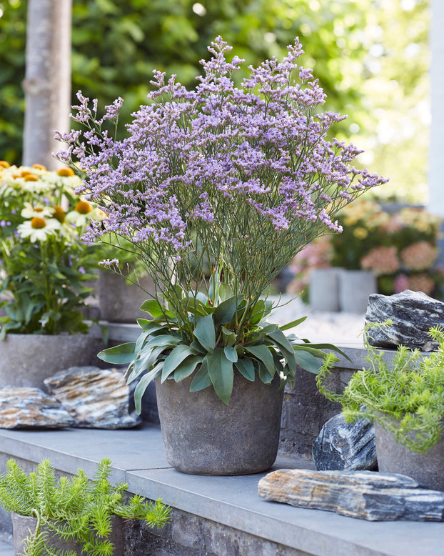 Limonium 'Dazzle Rocks'