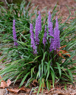 Liriope bare roots (lilyturf)