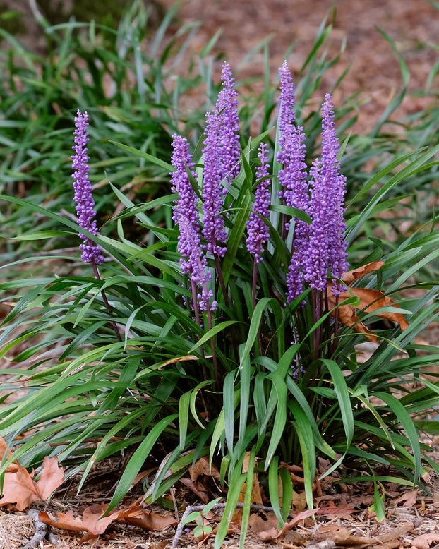 Liriope 'Moneymaker'