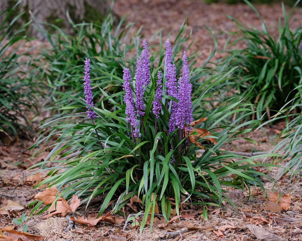 Liriope 'Moneymaker'