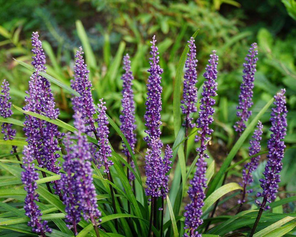 Liriope 'Moneymaker'