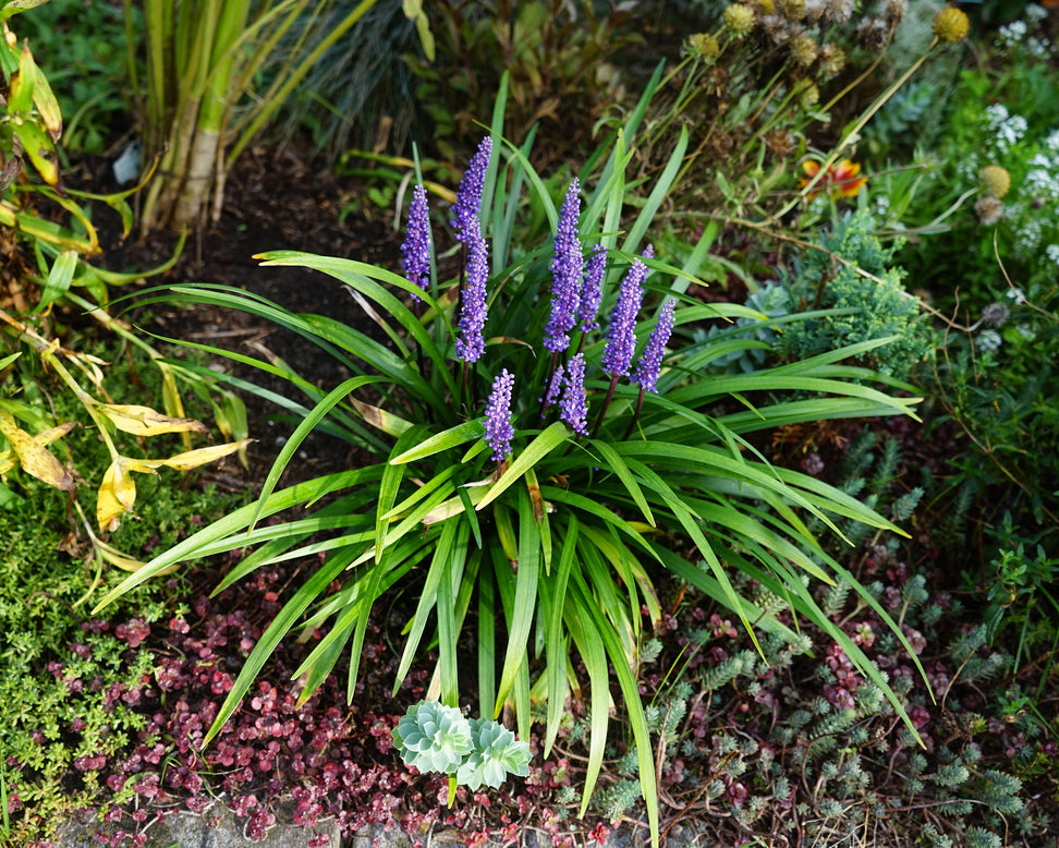 Liriope 'Moneymaker'