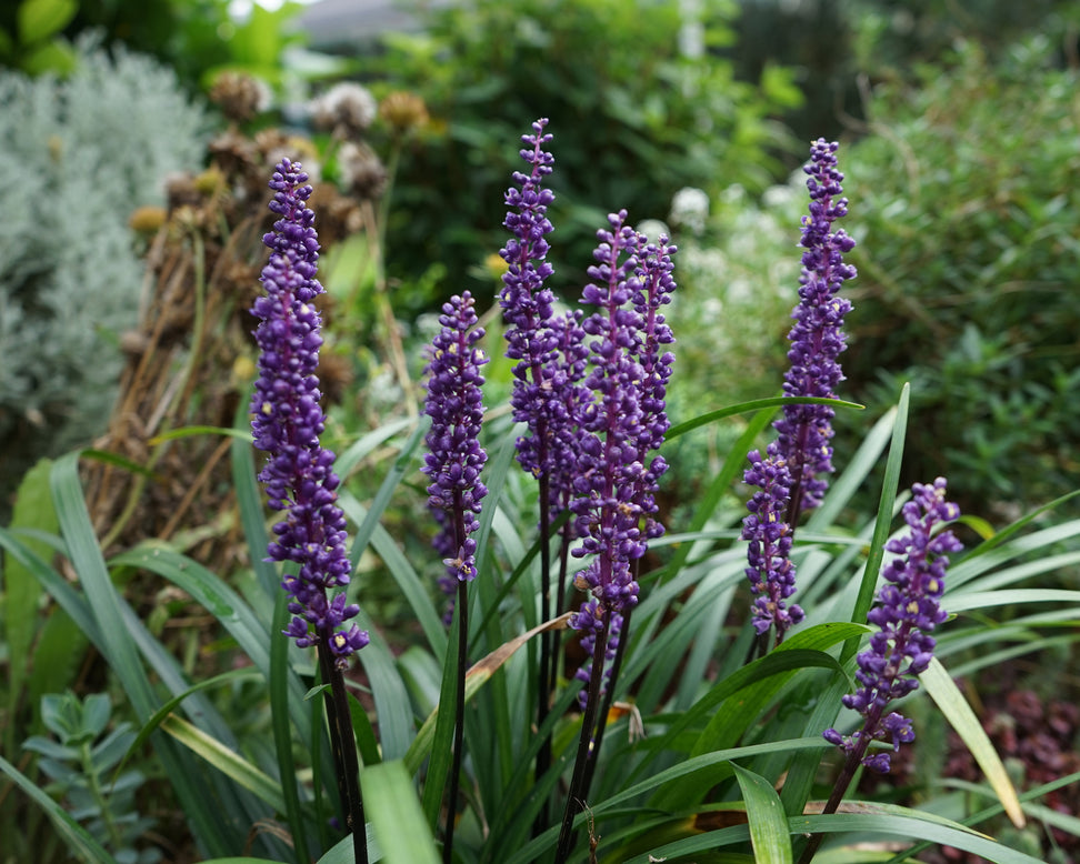 Liriope 'Moneymaker'