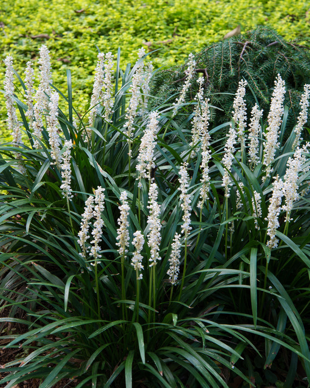 Liriope 'Monroe White'