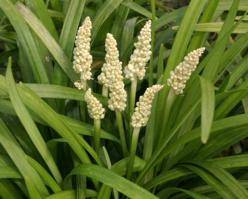 Liriope 'Monroe White'