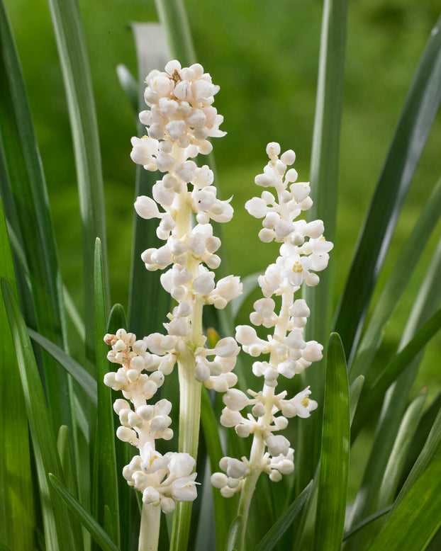 Liriope 'Monroe White'